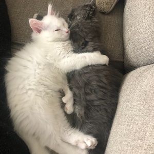 Meet your Posher, Renee